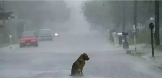 狗狗的忠诚感人故事