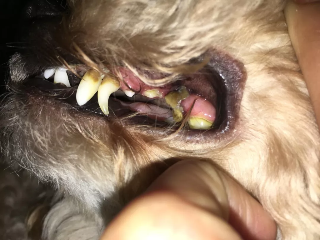 狗狗的口腔疾病都有哪些？如何预防和治疗？