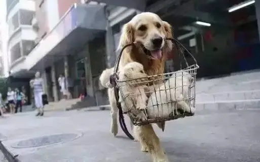 狗狗的忠诚感人故事