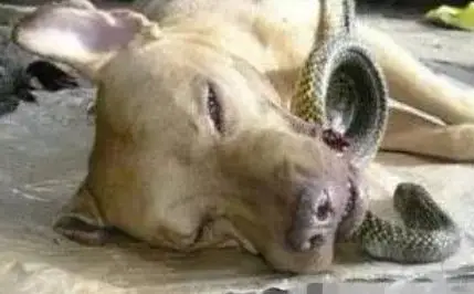 狗狗的忠诚感人故事