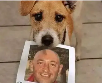 狗狗的忠诚感人故事