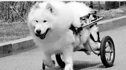 狗狗的忠诚感人故事