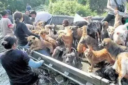 狗狗的忠诚感人故事