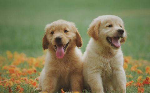 狗狗常见的寄生虫疾病都有哪些？