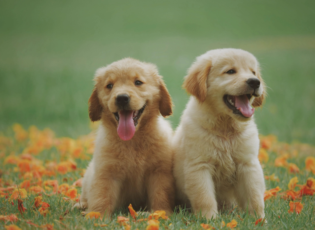 狗狗常见的寄生虫疾病都有哪些？