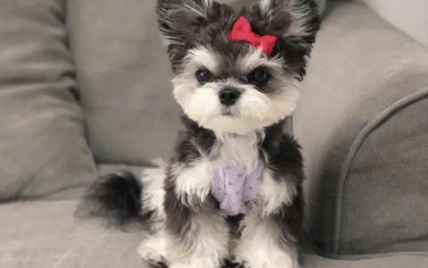 为什么养雪纳瑞的人这么多？