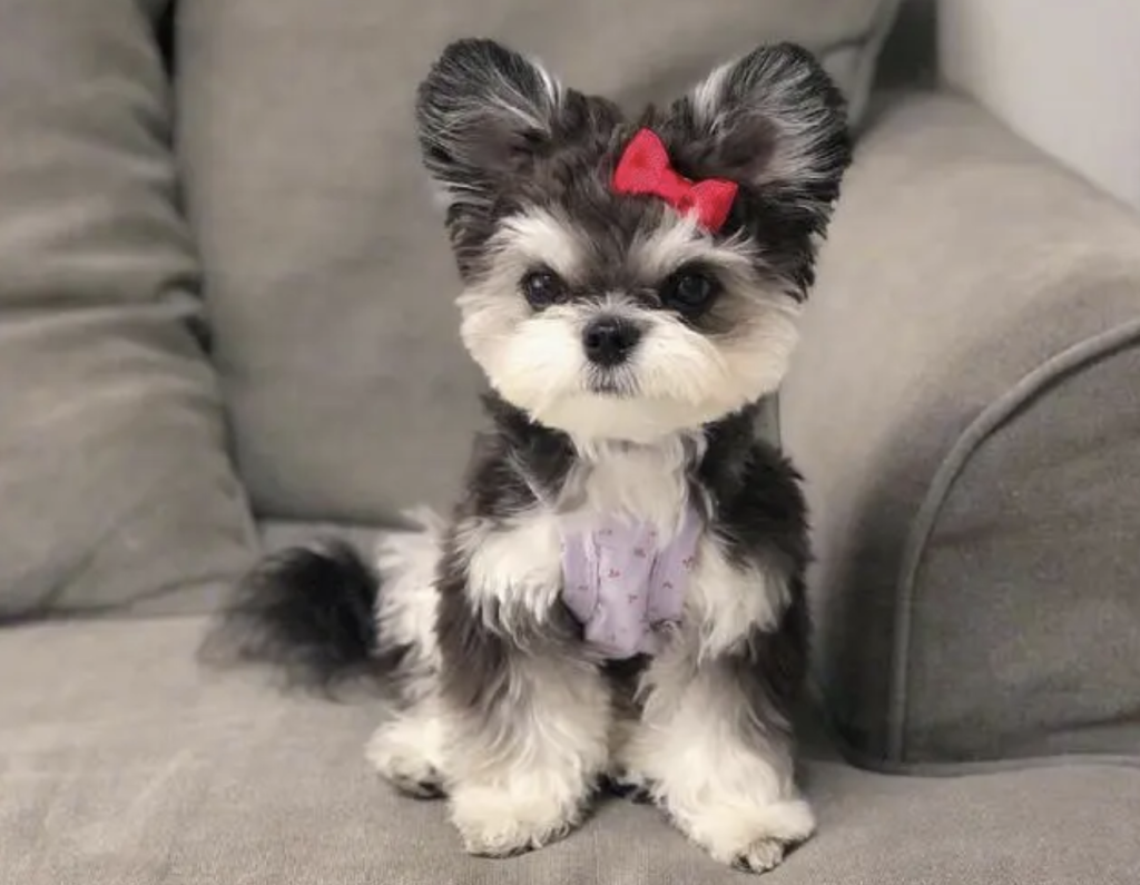 为什么养雪纳瑞的人这么多？