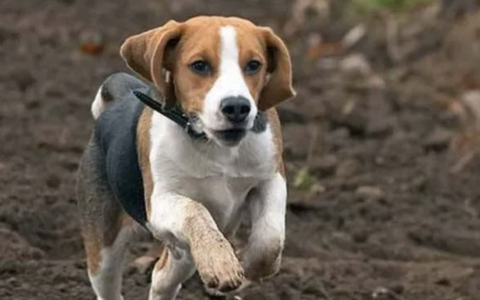 什么宠物狗最好养又听话？世界上最温顺的狗排名前十