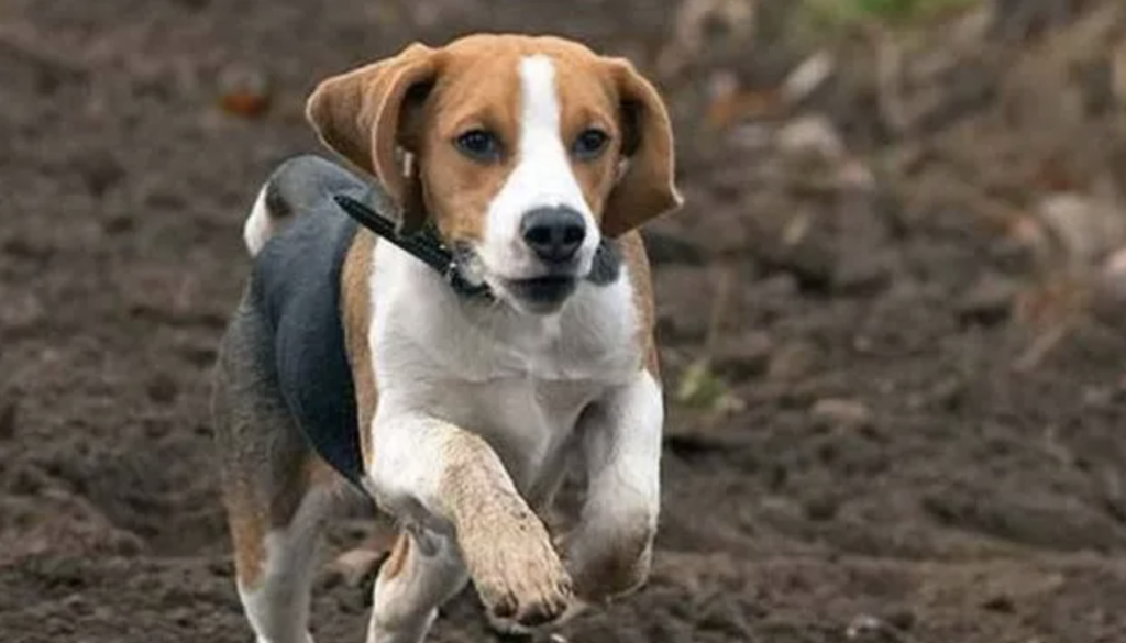 什么宠物狗最好养又听话？世界上最温顺的狗排名前十