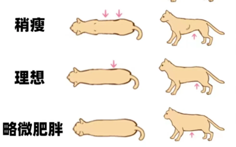 如何合理控制猫咪的身材？