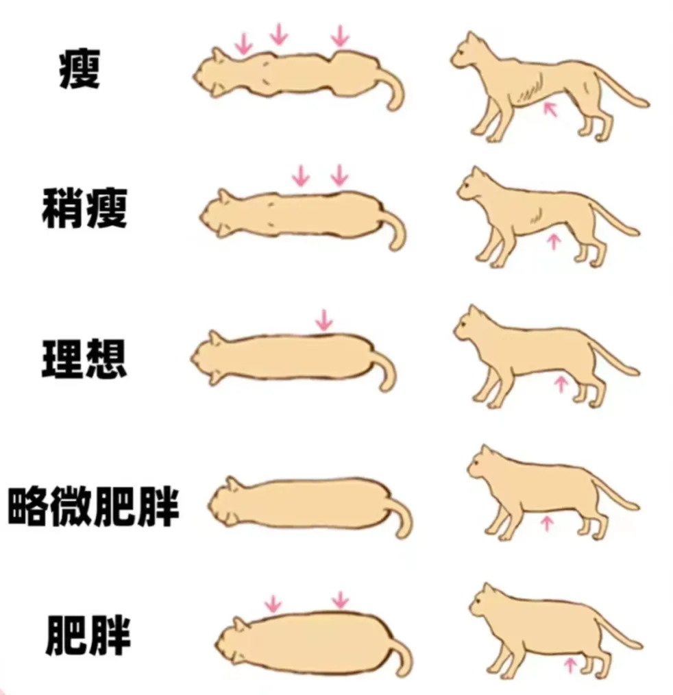 如何合理控制猫咪的身材？