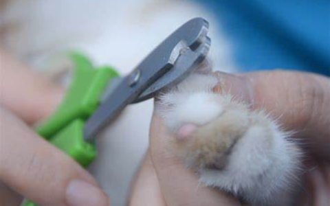 猫咪攻击人该怎么办？