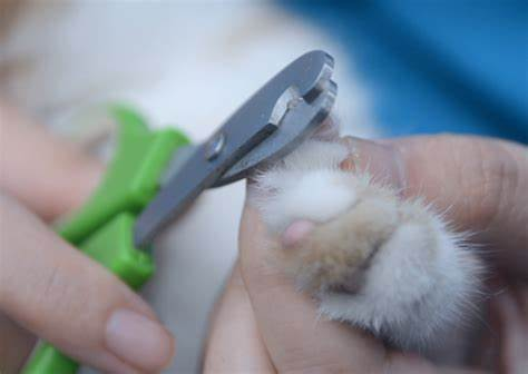 猫咪攻击人该怎么办？