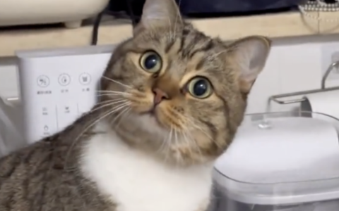 猫咪最爱的事情有哪些？