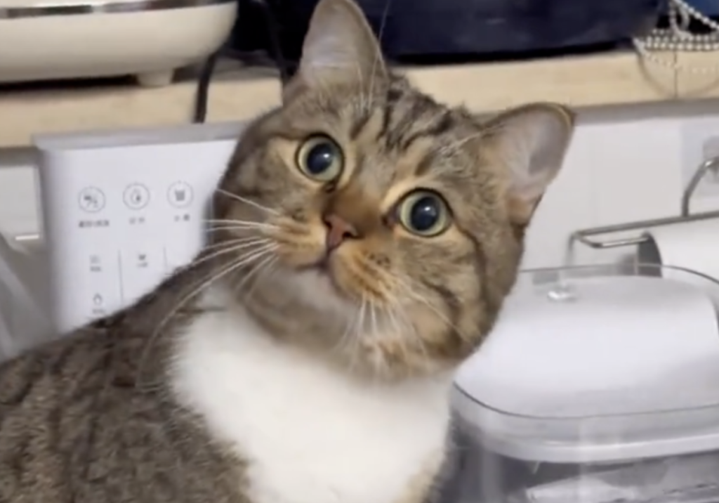 猫咪最爱的事情有哪些？