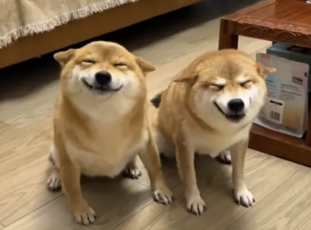 日本柴犬与中国本土柴犬的差异有哪些？（如何区分日本柴犬与中国柴犬）