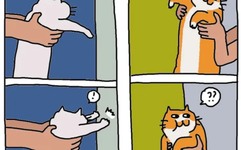 猫猫的智商到底有多高？