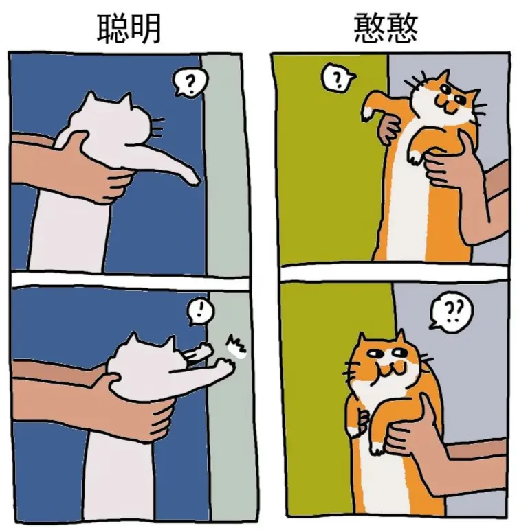 猫猫的智商到底有多高？