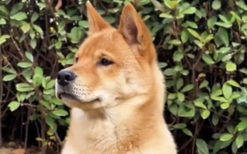 日本柴犬与中国本土柴犬的差异有哪些？（如何区分日本柴犬与中国柴犬）