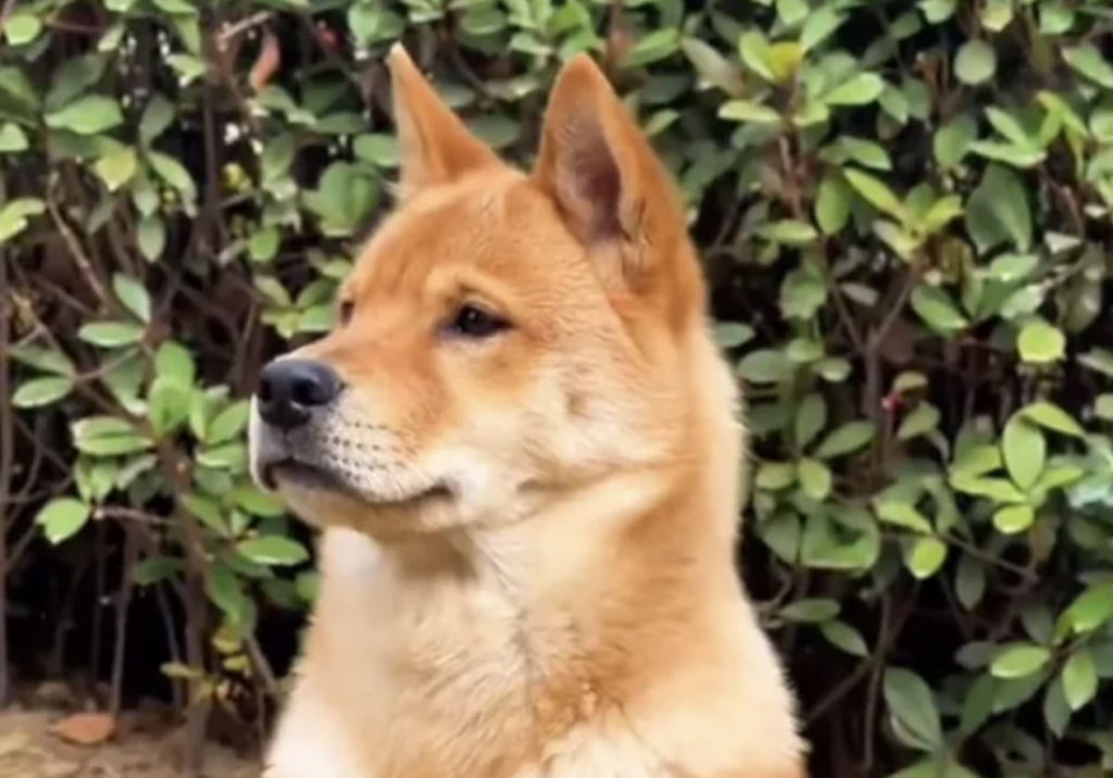 日本柴犬与中国本土柴犬的差异有哪些？（如何区分日本柴犬与中国柴犬）