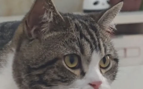 猫咪常见的疾病有哪些？如何治疗猫咪常见的疾病？