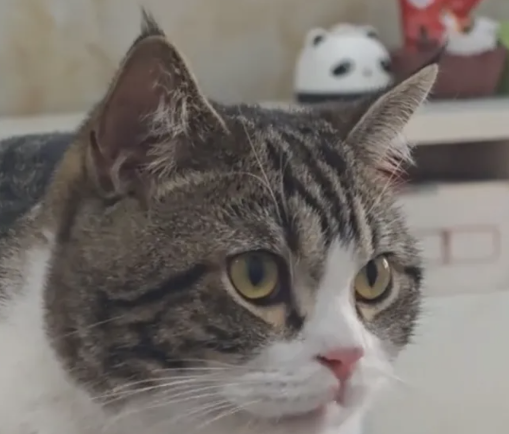 如何区分简州猫和狸花猫？