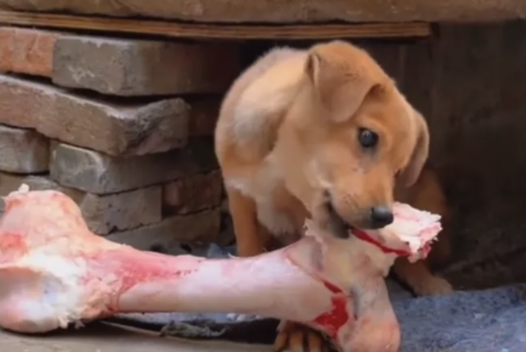 狗狗吃生肉好还是吃熟肉好？