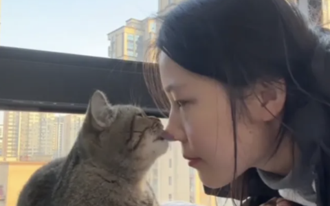 猫咪为什么要舔人，舔人对人真的好吗？