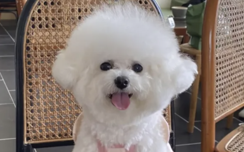 养一只品种狗狗能花多少钱？