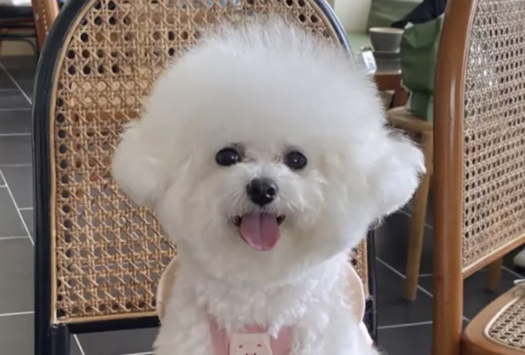 养一只品种狗狗能花多少钱？