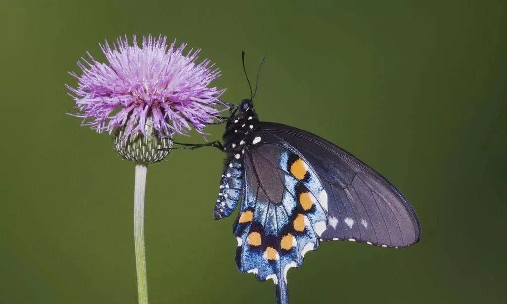 美洲蓝凤蝶是什么蝴蝶？