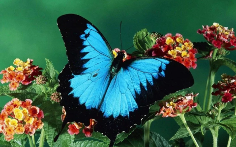 天堂凤蝶长什么样？