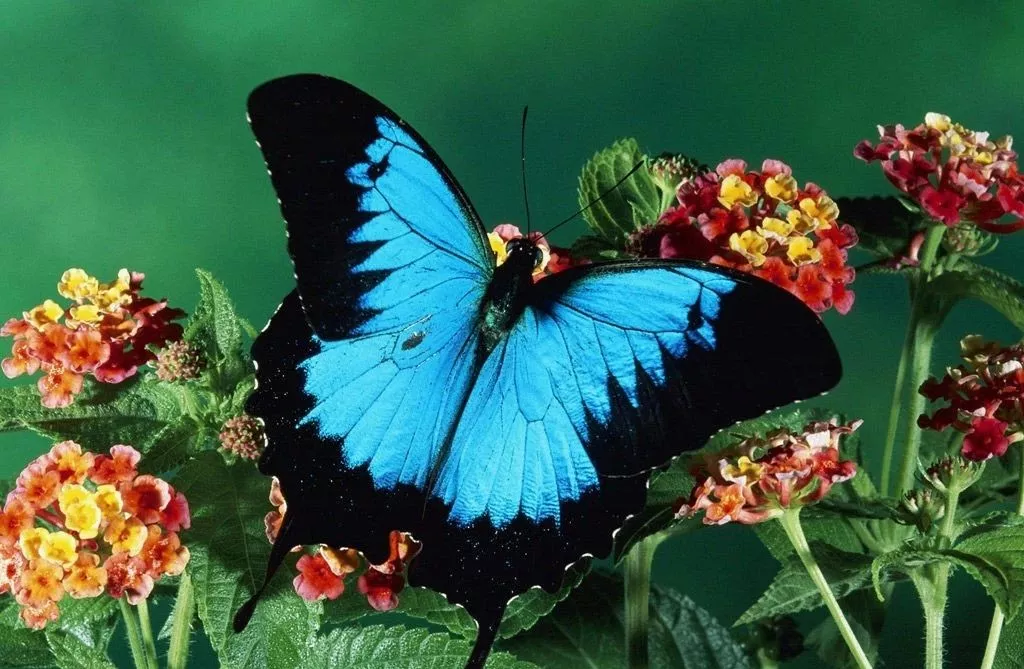 天堂凤蝶长什么样？