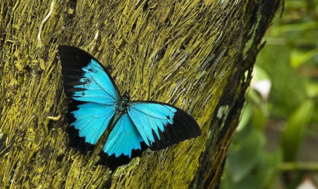 天堂凤蝶长什么样？