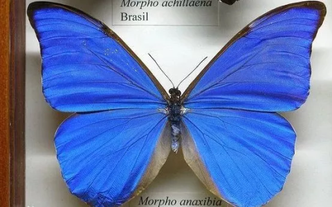 美神闪蝶是哪里的蝴蝶？长什么样？