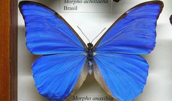 美神闪蝶是哪里的蝴蝶？长什么样？