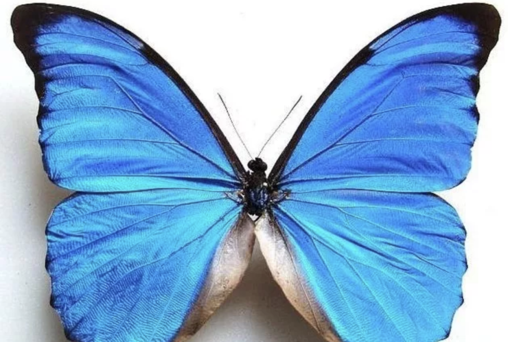 美神闪蝶是哪里的蝴蝶？长什么样？