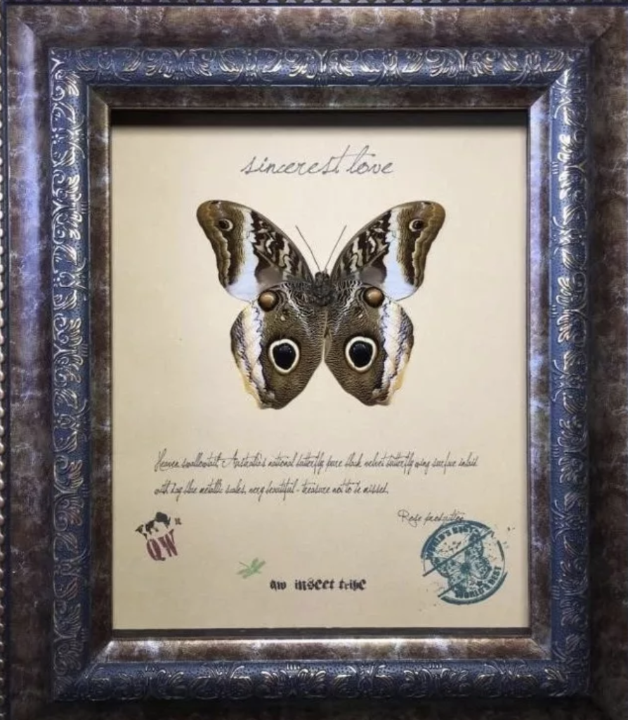 猫头鹰环蝶长什么样？猫头鹰环蝶好看不