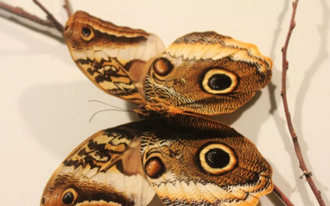 猫头鹰环蝶长什么样？猫头鹰环蝶好看不