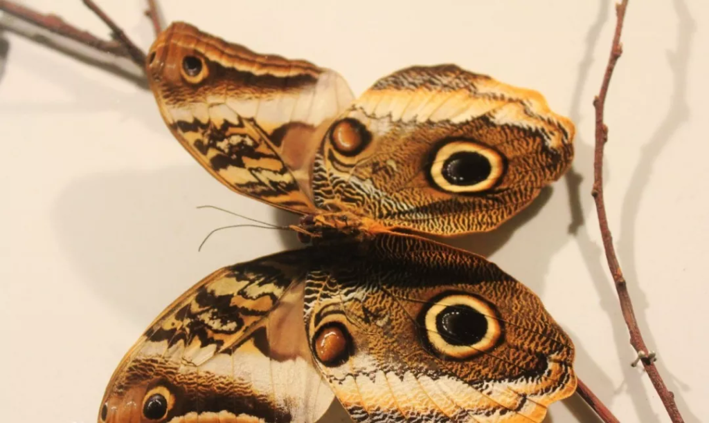 猫头鹰环蝶长什么样？猫头鹰环蝶好看不