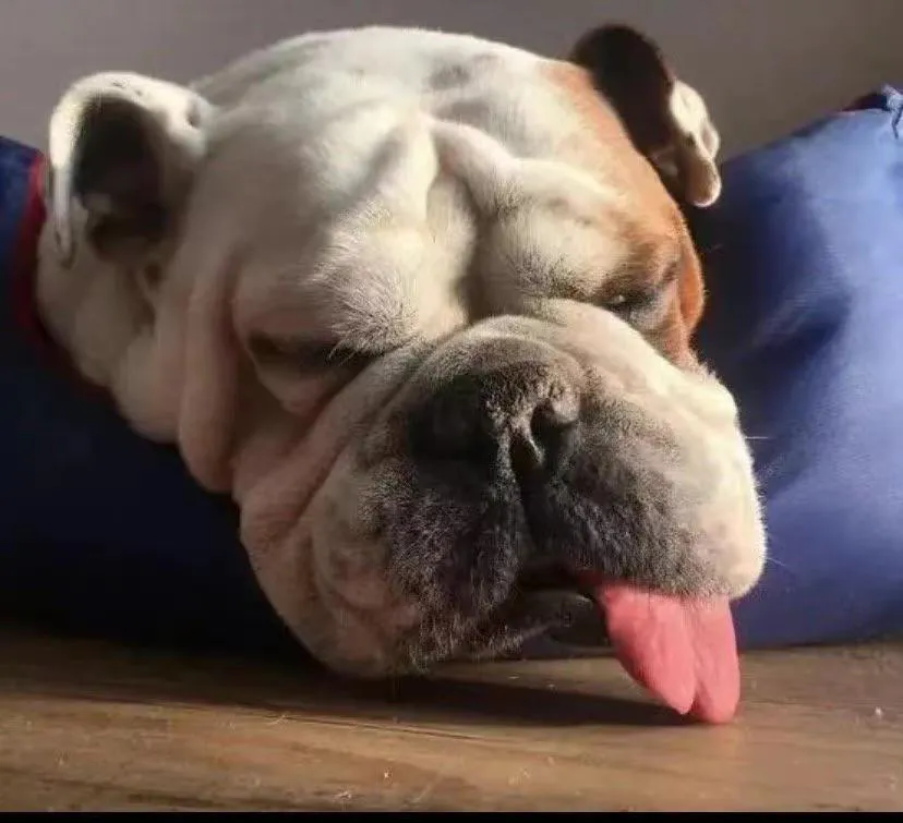 狗狗为什么会打呼噜呢？