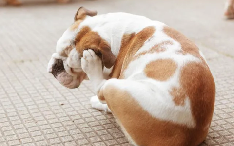 狗狗为什么会过敏？狗狗过敏了该怎么办？