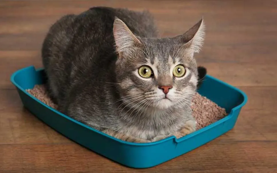 猫咪排尿困难怎么办？（猫咪的自发性膀胱炎症状及治疗）