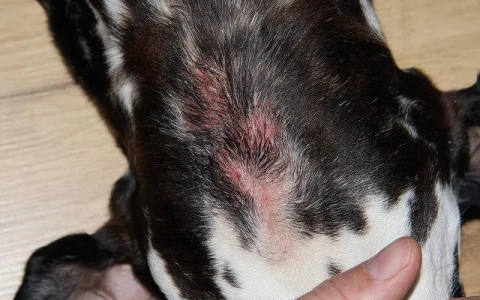 狗狗湿疹的症状有哪些？如何治疗及预防？