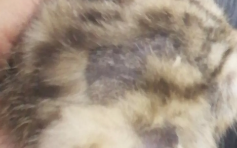 宠物得了马拉色菌怎么治？