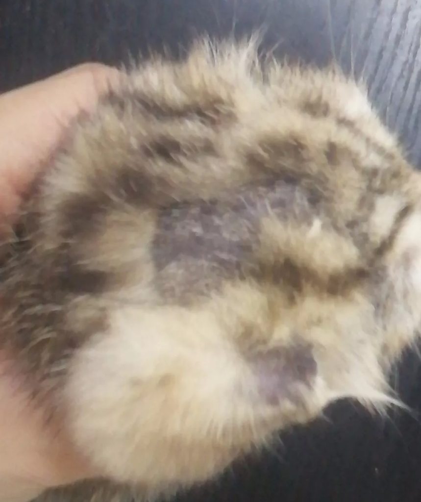 宠物得了马拉色菌怎么治？