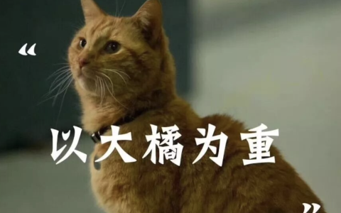猫咪或者狗狗得了胰腺炎该怎么办？