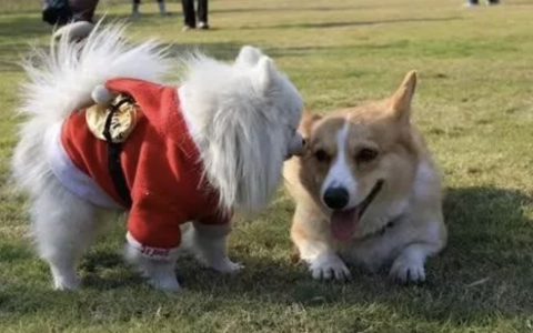 狗狗来月经了怎么办？