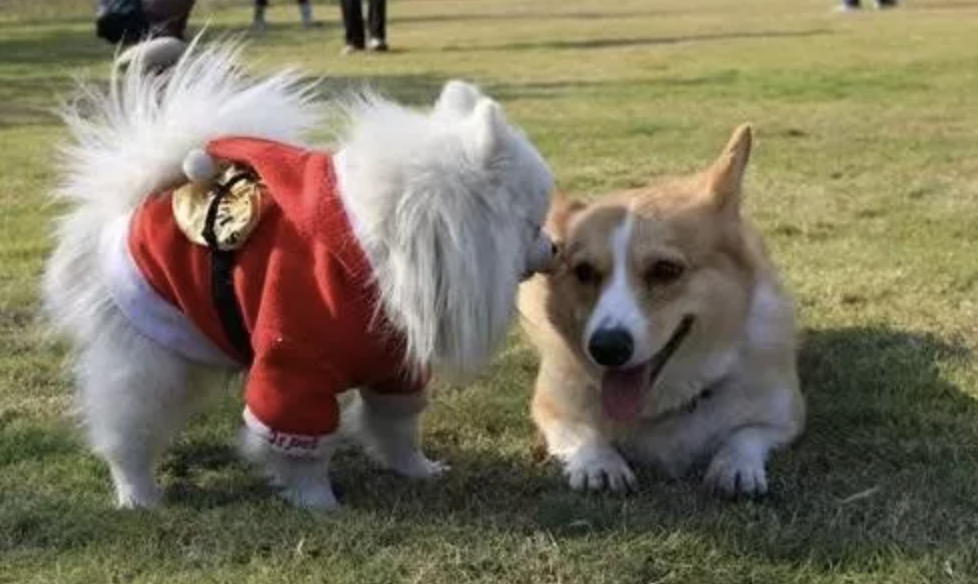 狗狗来月经了怎么办？