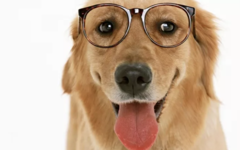 宠物吃什么会导致中毒？